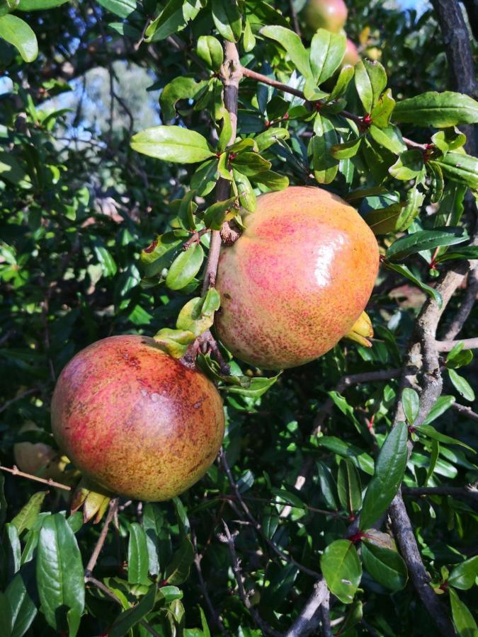 Le Dimore Di Mama Ceglie Messapica Dış mekan fotoğraf